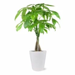 Fast Growing Trees Pet Friendly House Plants Money Tree In White Pot