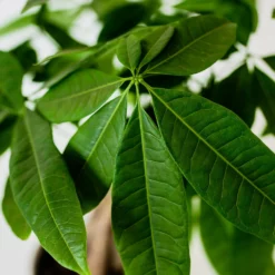 Fast Growing Trees Pet Friendly House Plants Money Tree In White Pot