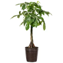 Fast Growing Trees Money Tree Pet Friendly House Plants 12 Fast Growing Trees Money Tree Pet Friendly House Plants