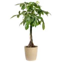 Fast Growing Trees Money Tree Pet Friendly House Plants 13 Fast Growing Trees Money Tree Pet Friendly House Plants