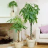 Fast Growing Trees Money Tree Pet Friendly House Plants