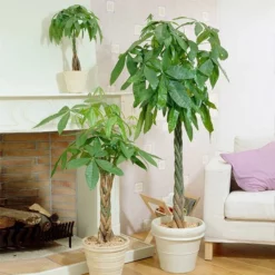 Fast Growing Trees Money Tree Pet Friendly House Plants