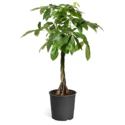 Fast Growing Trees Money Tree Pet Friendly House Plants 14 Fast Growing Trees Money Tree Pet Friendly House Plants