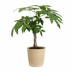 Fast Growing Trees Money Tree Pet Friendly House Plants 16 Fast Growing Trees Money Tree Pet Friendly House Plants