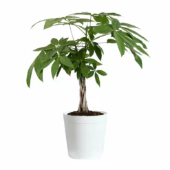 Fast Growing Trees Money Tree Pet Friendly House Plants 17 Fast Growing Trees Money Tree Pet Friendly House Plants