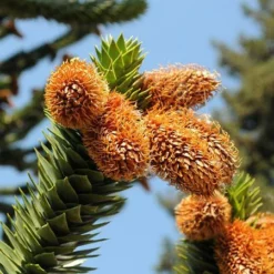 Fast Growing Trees Monkey Puzzle Tree See All Evergreen & Privacy Trees