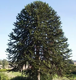 Fast Growing Trees Monkey Puzzle Tree See All Evergreen & Privacy Trees