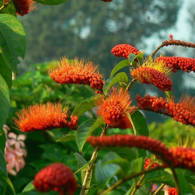 Fast Growing Trees Monkey's Brush Plant See All Shrubs & Hedges 4 Fast Growing Trees Monkey's Brush Plant See All Shrubs & Hedges