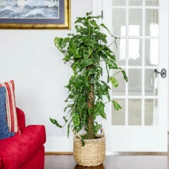 Fast Growing Trees Monstera Adansonii Floor Plants