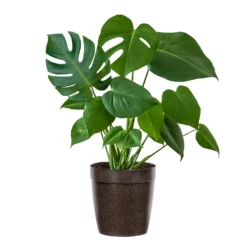 Fast Growing Trees Floor Plants Monstera Deliciosa (Swiss Cheese Plant)