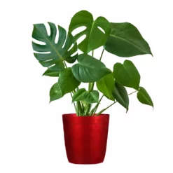 Fast Growing Trees Floor Plants Monstera Deliciosa (Swiss Cheese Plant)