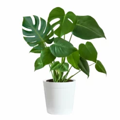 Fast Growing Trees Floor Plants Monstera Deliciosa (Swiss Cheese Plant)