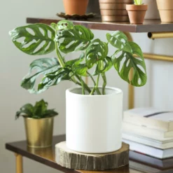 Fast Growing Trees Monstera Adansonii Floor Plants