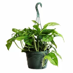 Fast Growing Trees Monstera Adansonii Floor Plants