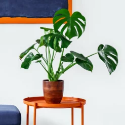 Fast Growing Trees Monstera Deliciosa And Fiddle Leaf Fig Combo