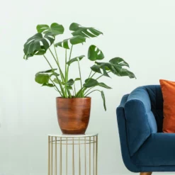 Fast Growing Trees Floor Plants Monstera Deliciosa (Swiss Cheese Plant)