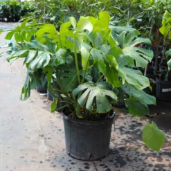 Fast Growing Trees Floor Plants Monstera Deliciosa (Swiss Cheese Plant)