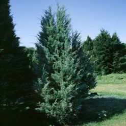 Fast Growing Trees Moonglow Juniper Juniper Trees 9 Fast Growing Trees Moonglow Juniper Juniper Trees