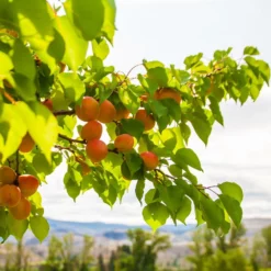 Fast Growing Trees Moorpark Apricot Tree 10 Fast Growing Trees Moorpark Apricot Tree