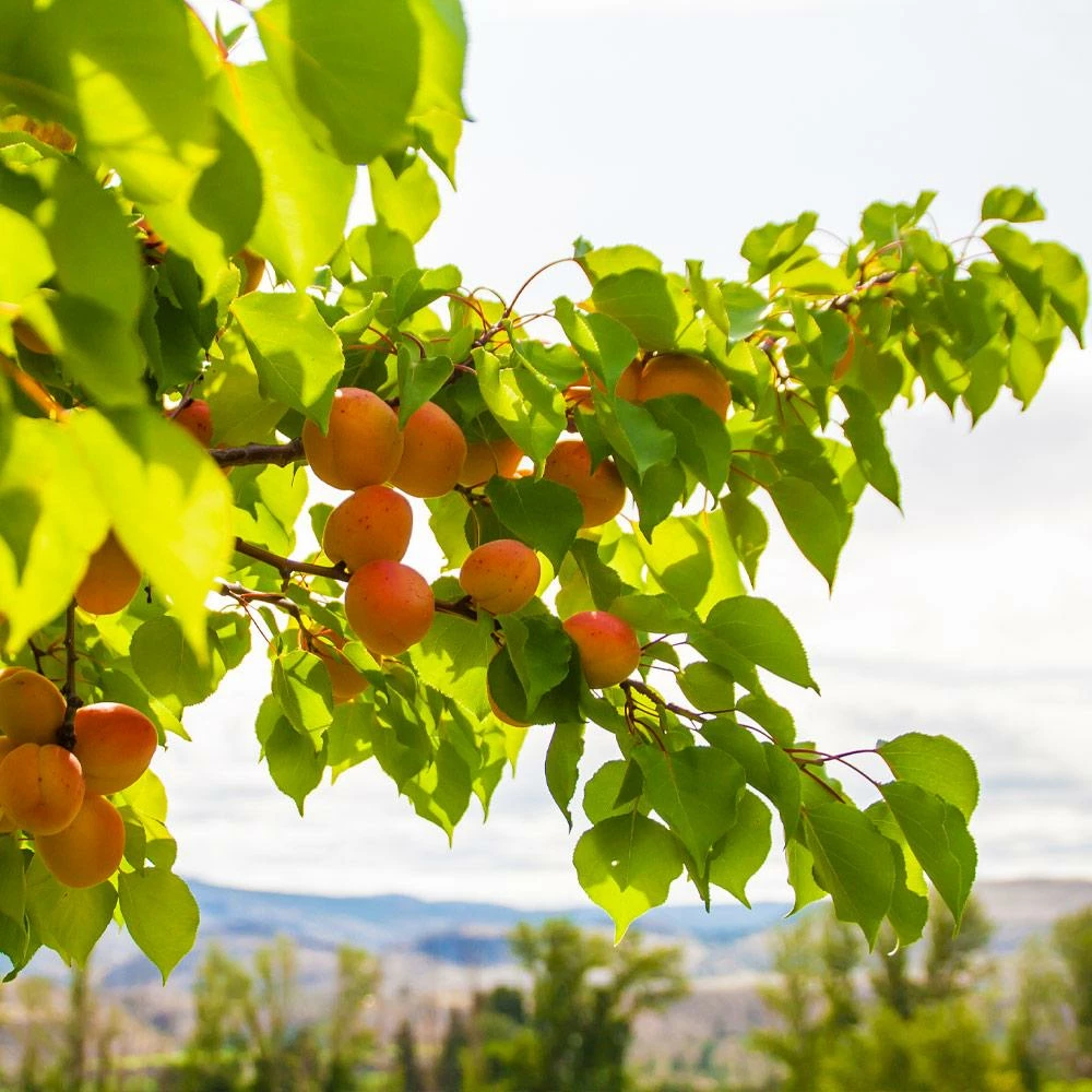 Fast Growing Trees Moorpark Apricot Tree 6 Fast Growing Trees Moorpark Apricot Tree