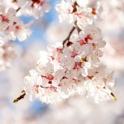 Fast Growing Trees Moorpark Apricot Tree 9 Fast Growing Trees Moorpark Apricot Tree