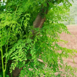 Fast Growing Trees Tropical Fruit Trees Moringa Tree