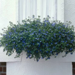 Fast Growing Trees Blue Daze Morning Glory