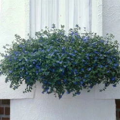 Fast Growing Trees Blue Daze Morning Glory