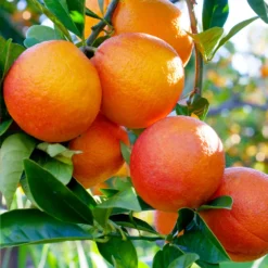 Fast Growing Trees Citrus Trees Blood Orange Tree
