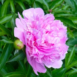 Fast Growing Trees Mr. Ed Peony