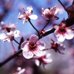Fast Growing Trees Mount St. Helens® Plum Tree Flowering Plum Trees