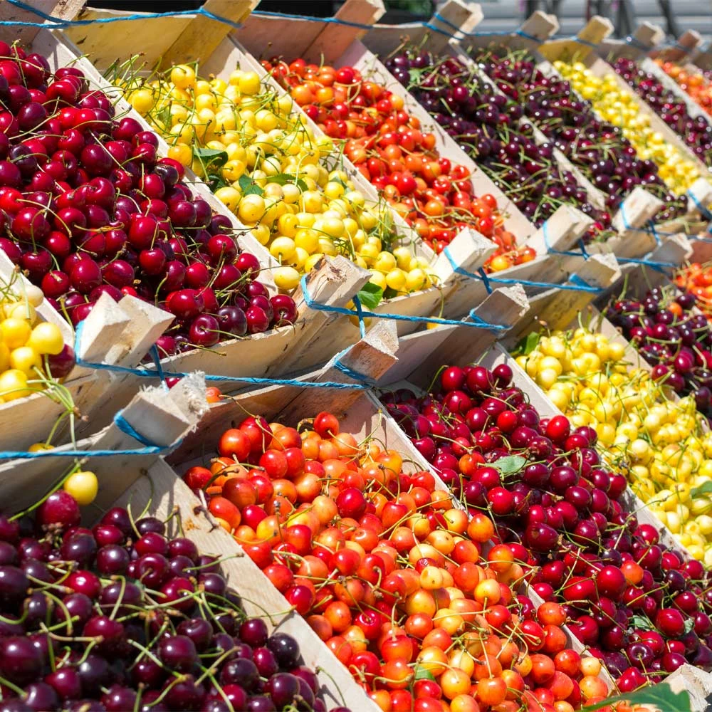 Fast Growing Trees 3-in-1 Cherry Tree Cherry Trees 4 Fast Growing Trees 3-in-1 Cherry Tree Cherry Trees