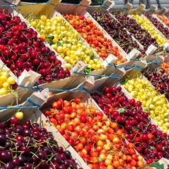 Fast Growing Trees 5-in-1 Cherry Tree