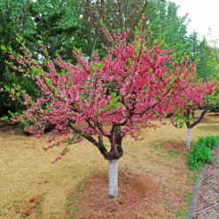 Fast Growing Trees Peach Trees 2-in-1 Peach Tree 7 Fast Growing Trees Peach Trees 2-in-1 Peach Tree