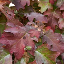 Fast Growing Trees Munchkin Hydrangea Shrub