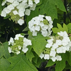 Fast Growing Trees Munchkin Hydrangea Shrub