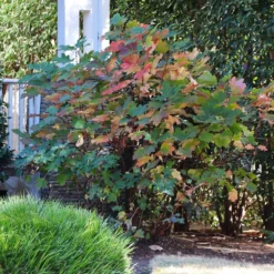 Fast Growing Trees Munchkin Hydrangea Shrub