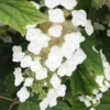 Fast Growing Trees Munchkin Hydrangea Shrub