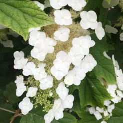 Fast Growing Trees Munchkin Hydrangea Shrub