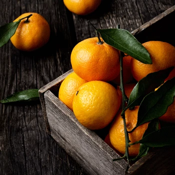 Fast Growing Trees Murcott Honey Mandarin Tree 3 Fast Growing Trees Murcott Honey Mandarin Tree