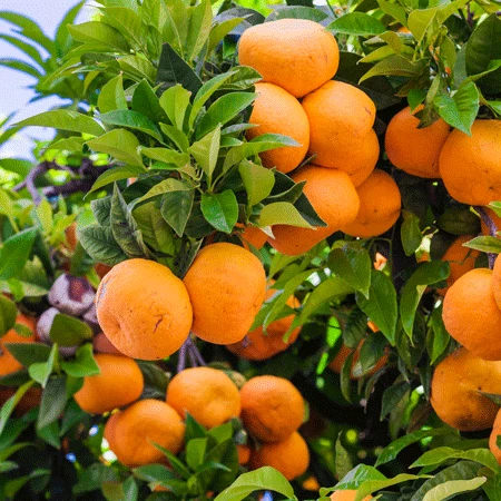 Fast Growing Trees Murcott Honey Mandarin Tree 5 Fast Growing Trees Murcott Honey Mandarin Tree