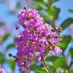 Fast Growing Trees Muskogee Crape Myrtle Tree 10 Fast Growing Trees Muskogee Crape Myrtle Tree