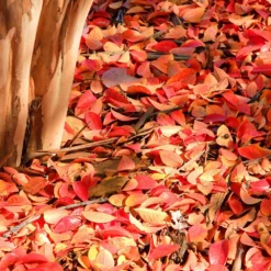 Fast Growing Trees Muskogee Crape Myrtle Tree 13 Fast Growing Trees Muskogee Crape Myrtle Tree