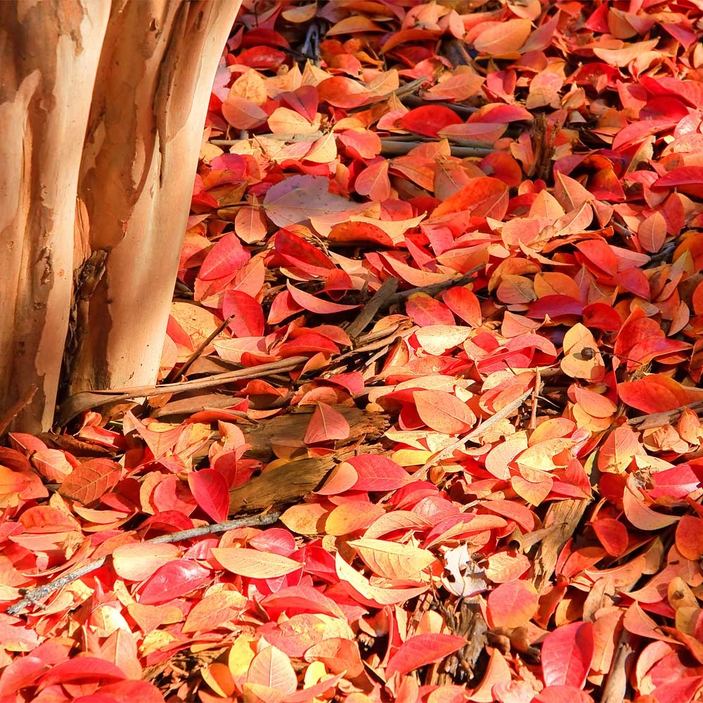 Fast Growing Trees Muskogee Crape Myrtle Tree 8 Fast Growing Trees Muskogee Crape Myrtle Tree