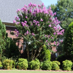 Fast Growing Trees Muskogee Crape Myrtle Tree 11 Fast Growing Trees Muskogee Crape Myrtle Tree