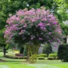 Fast Growing Trees Muskogee Crape Myrtle Tree 1 Fast Growing Trees Muskogee Crape Myrtle Tree
