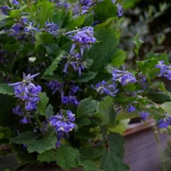 Fast Growing Trees New Love Clematis Shrub