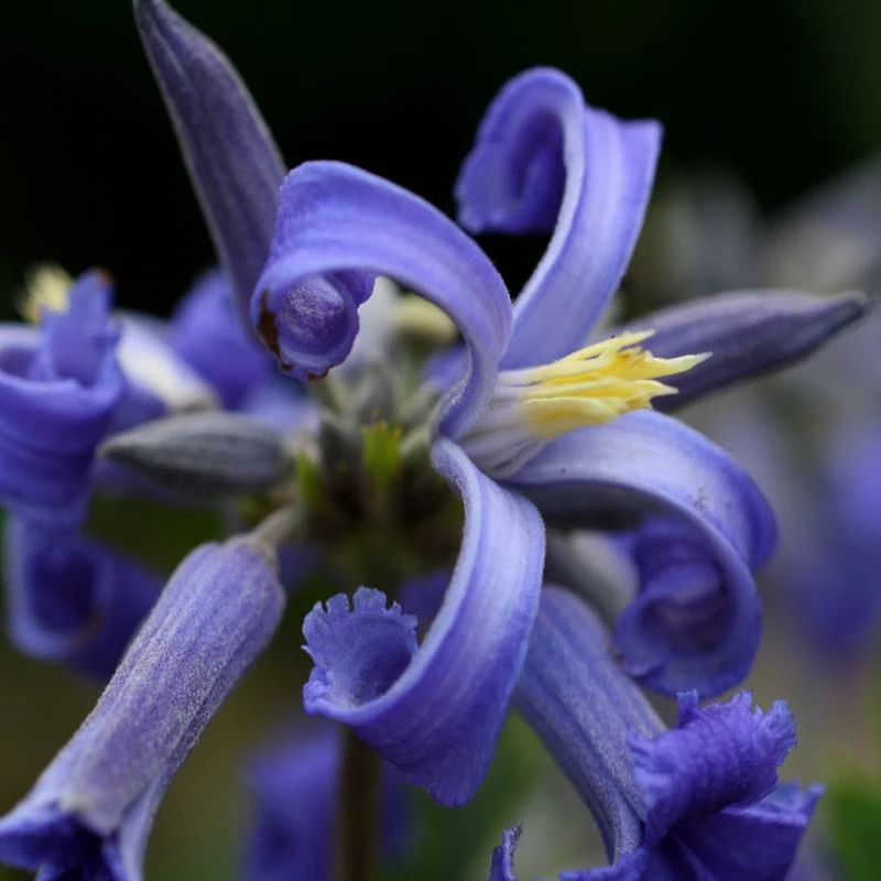 Fast Growing Trees New Love Clematis Shrub 3 Fast Growing Trees New Love Clematis Shrub