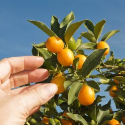 Fast Growing Trees Nagami Kumquat Tree Citrus Trees