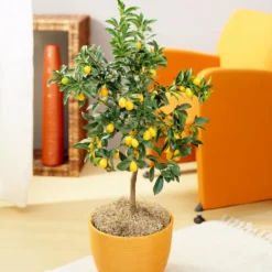 Fast Growing Trees Citrus Trees Nagami Kumquat Tree